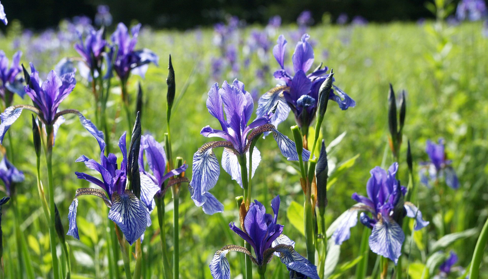 Iris sibirica 'Elfe'