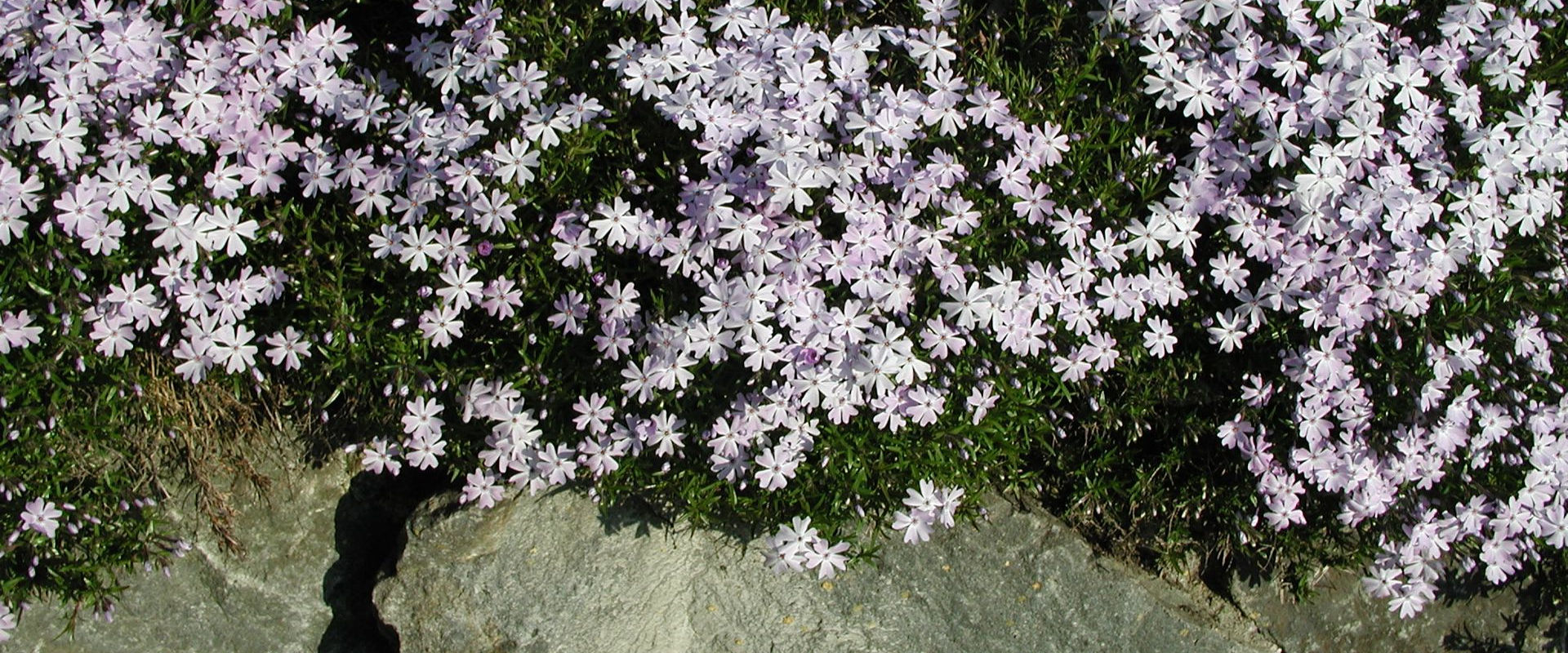 Phlox subulata auf Natursteinmauer